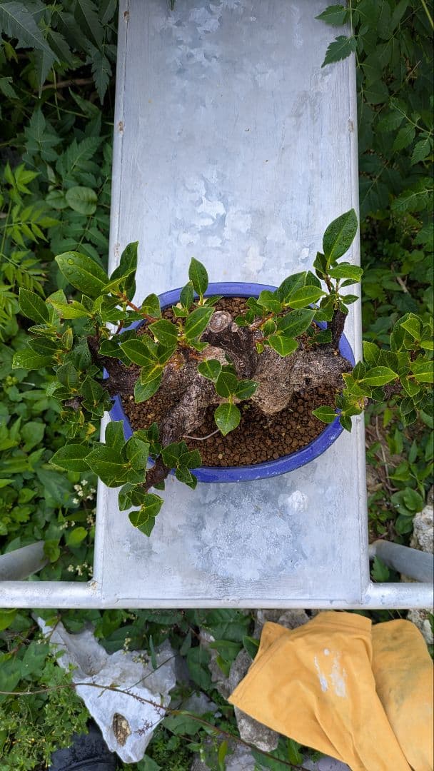 琉球盆栽　ガジュマル