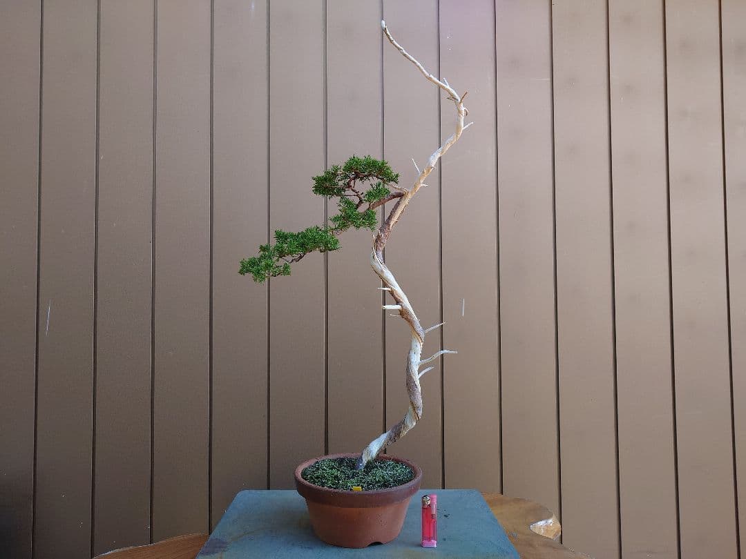 盆栽　糸魚川真柏　樹高73cm