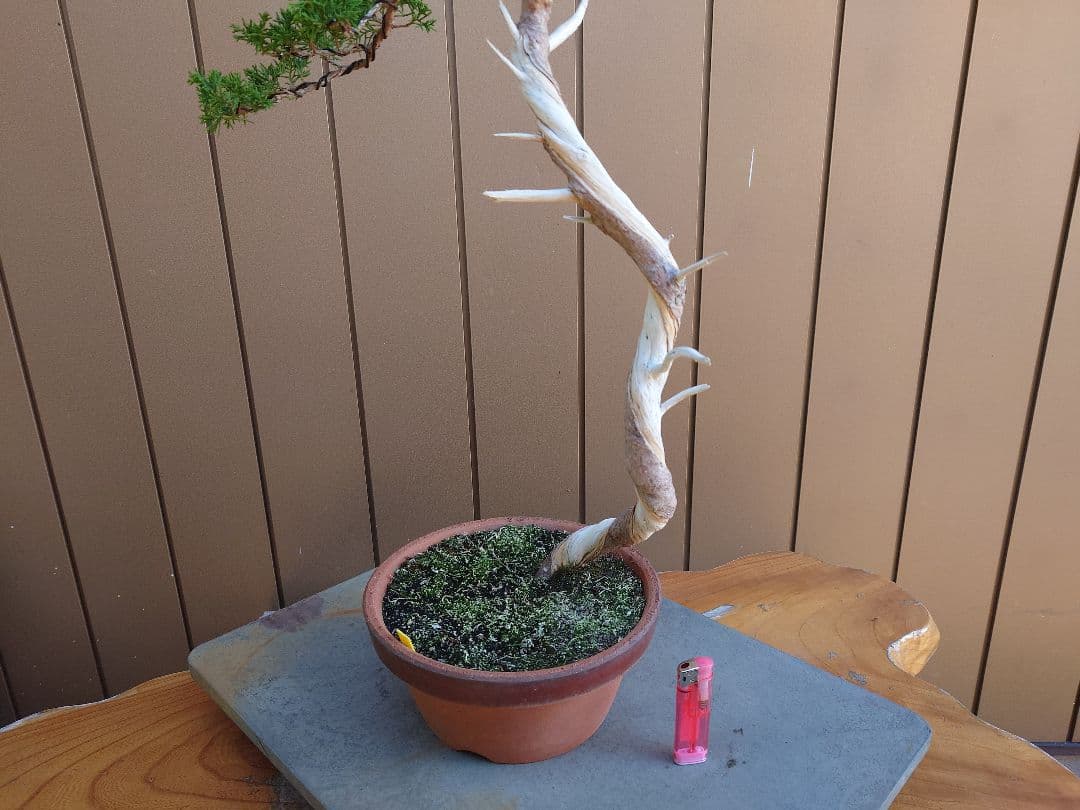 盆栽　糸魚川真柏　樹高73cm