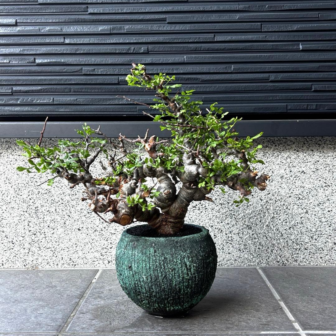 コミフォラエイル　小野象平氏鉢付き