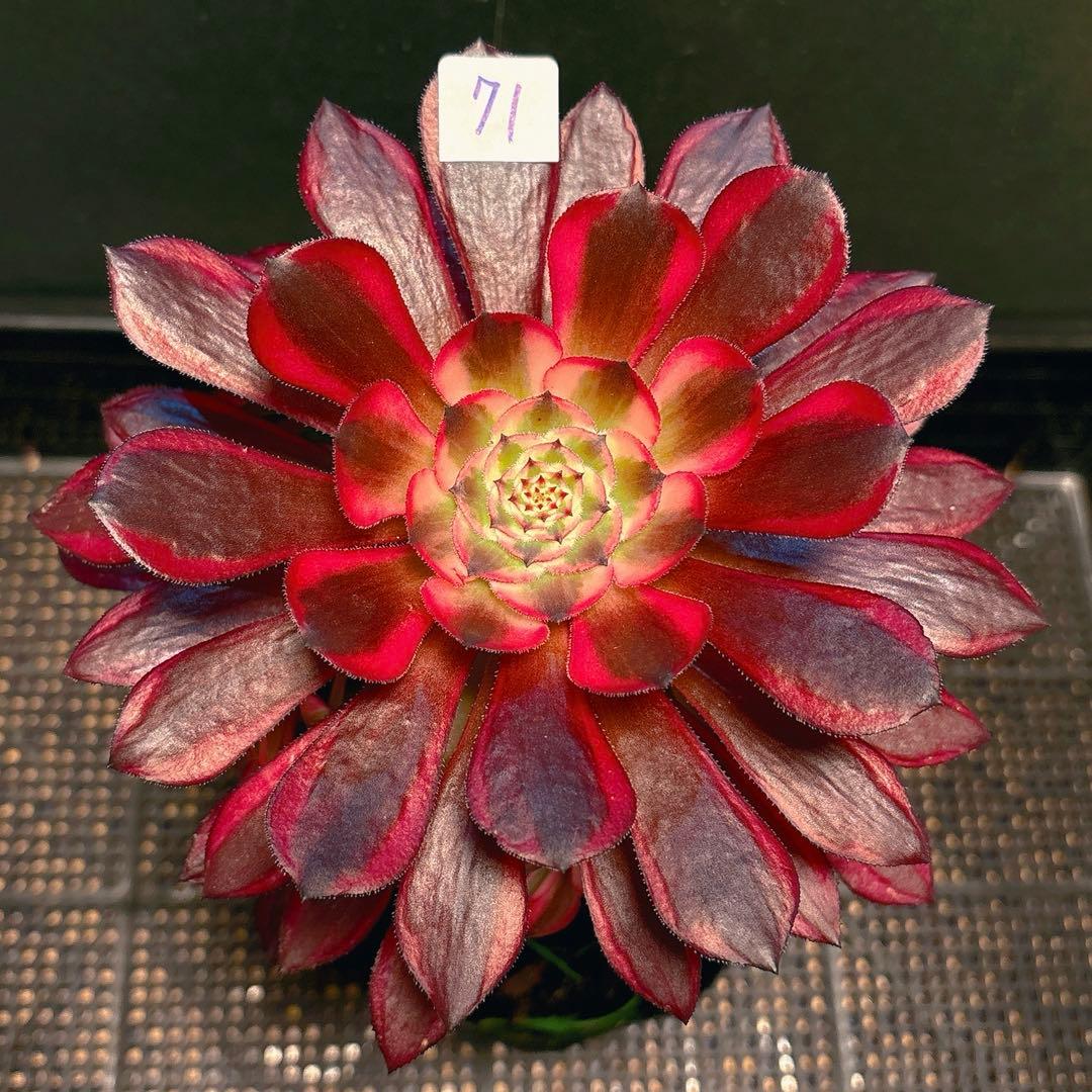 ❤️ みみ❤️さん専用 钵土付き出荷ゆうパック出荷