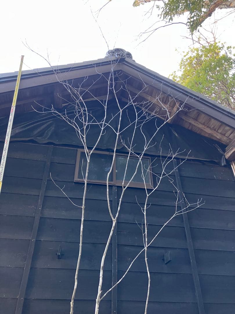 21 山採り　アオダモ