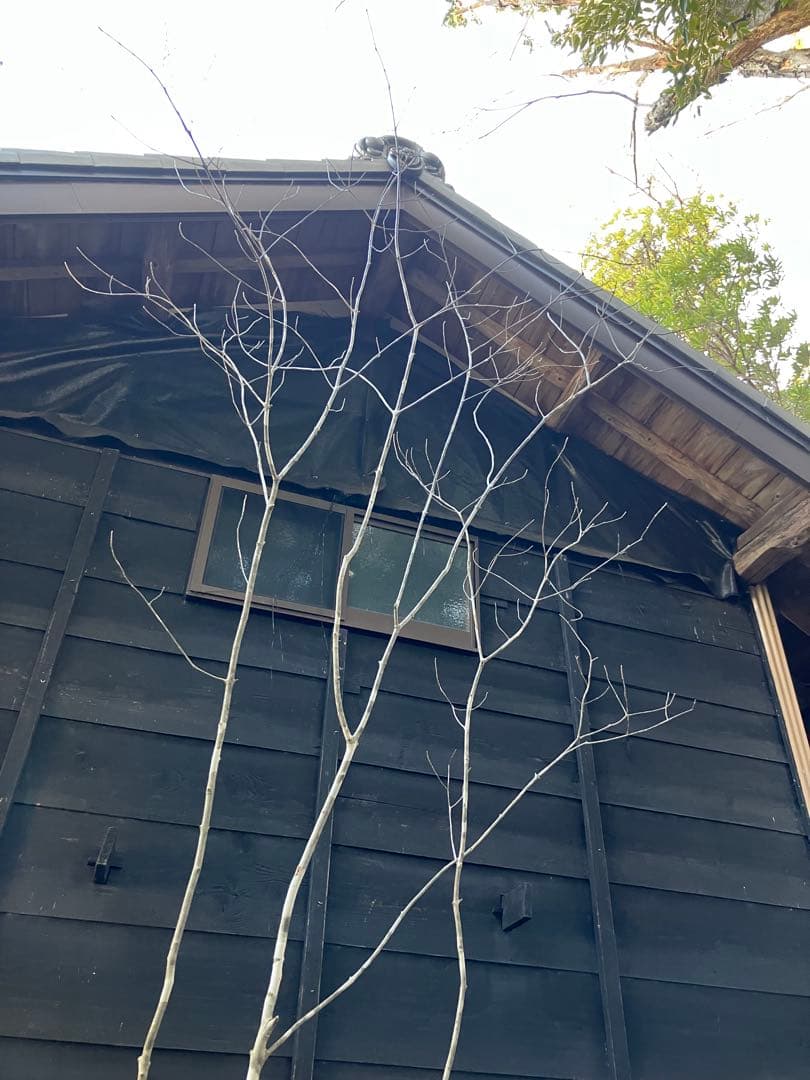 21 山採り　アオダモ