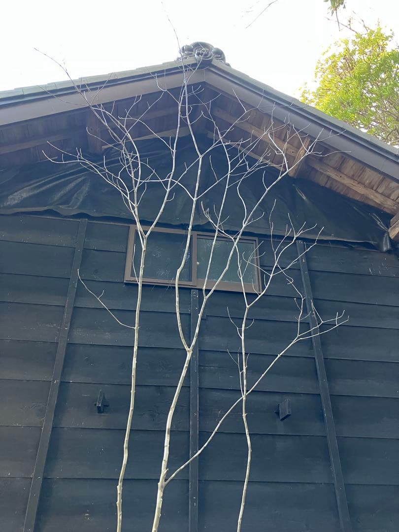 21 山採り　アオダモ