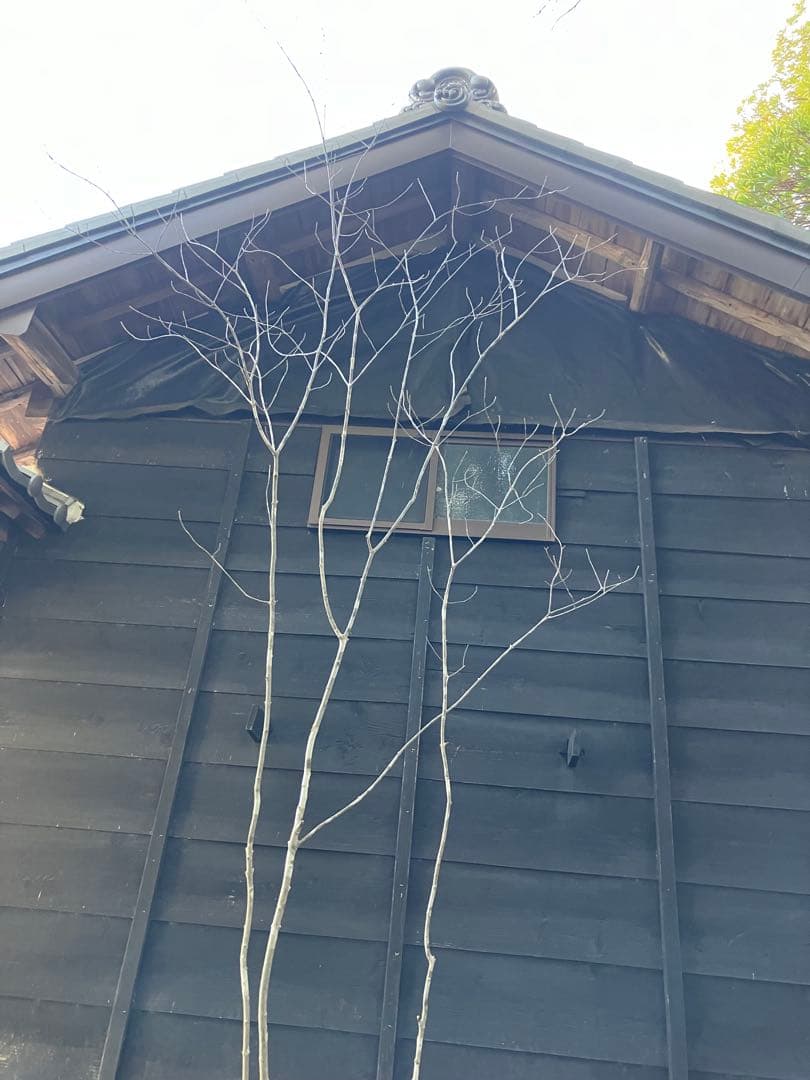 21 山採り　アオダモ