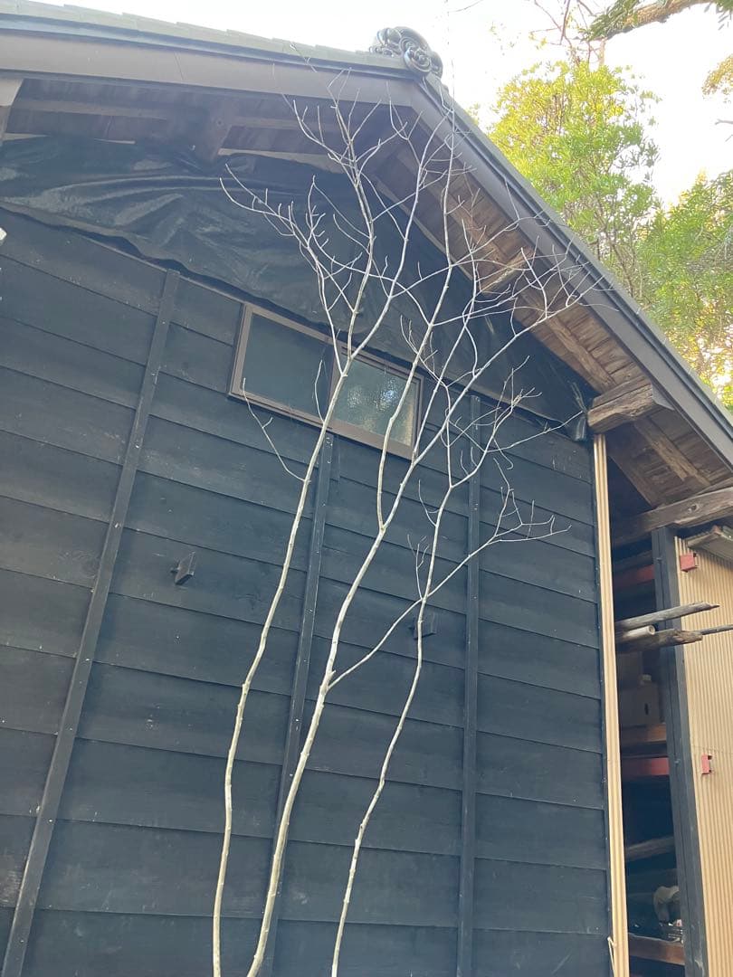 21 山採り　アオダモ