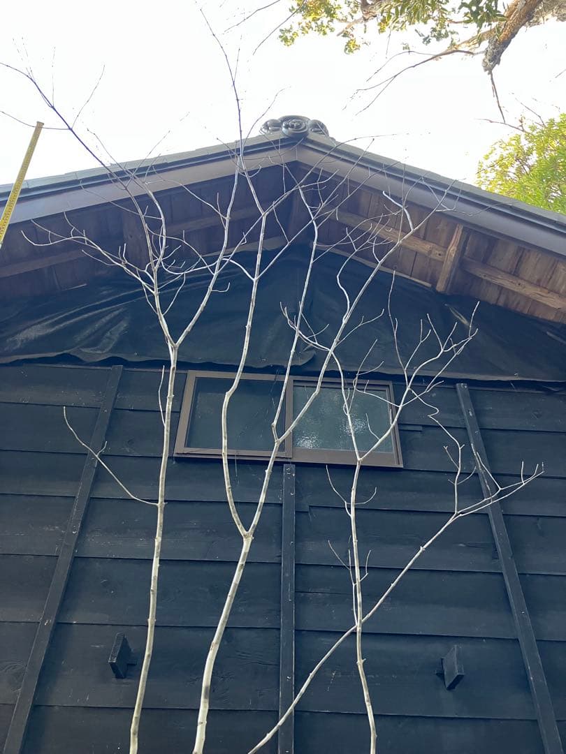 21 山採り　アオダモ