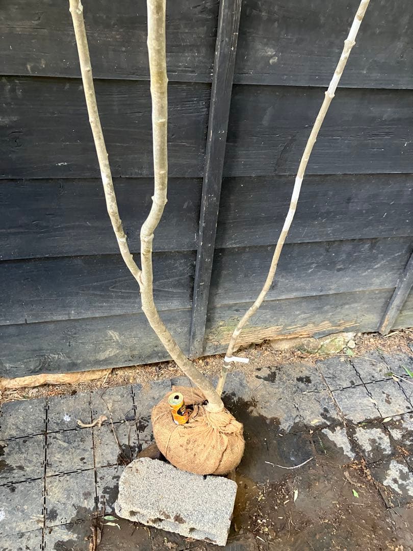 21 山採り　アオダモ