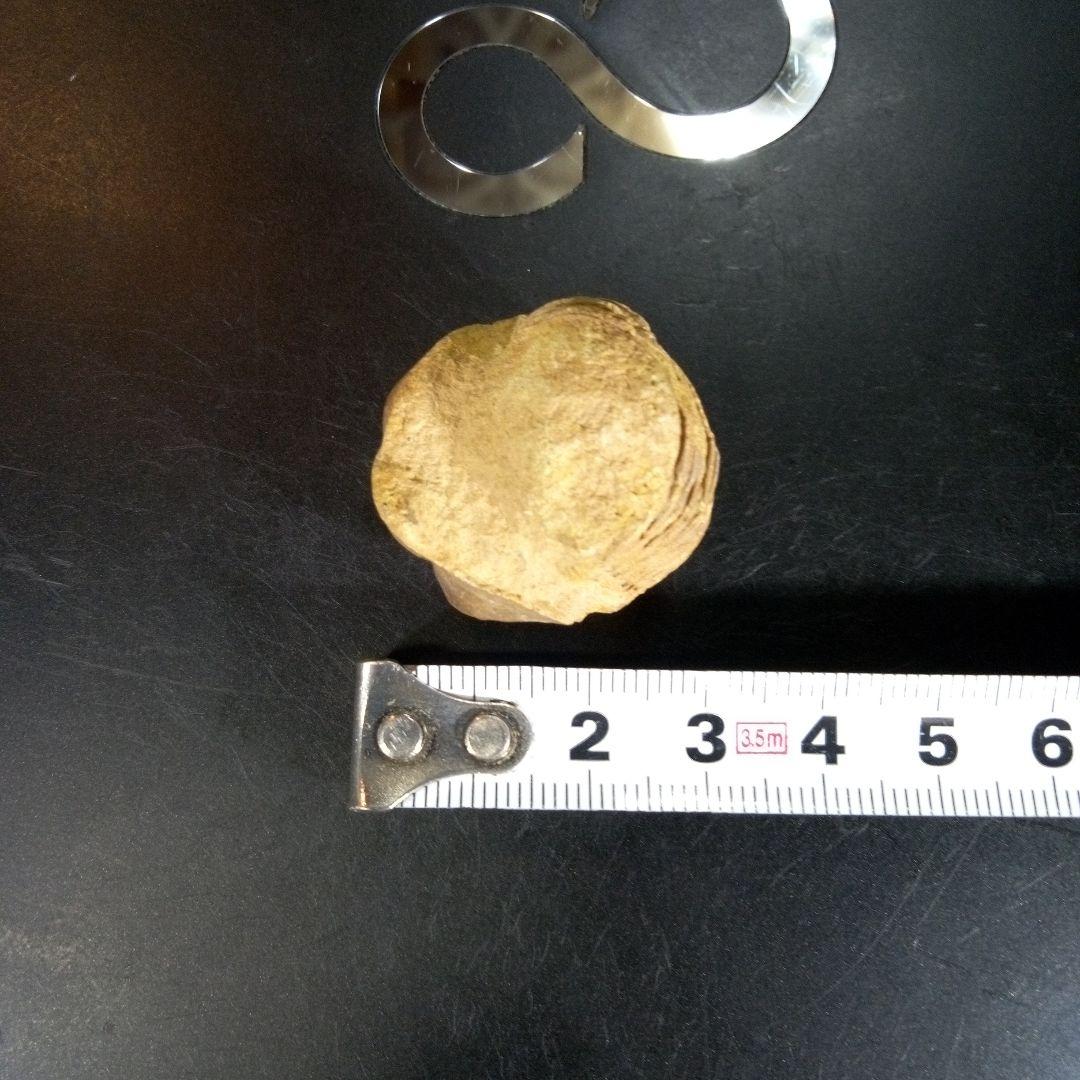 三葉虫　化石　fossil　ボリビア産　trilobite　海生動物個体③