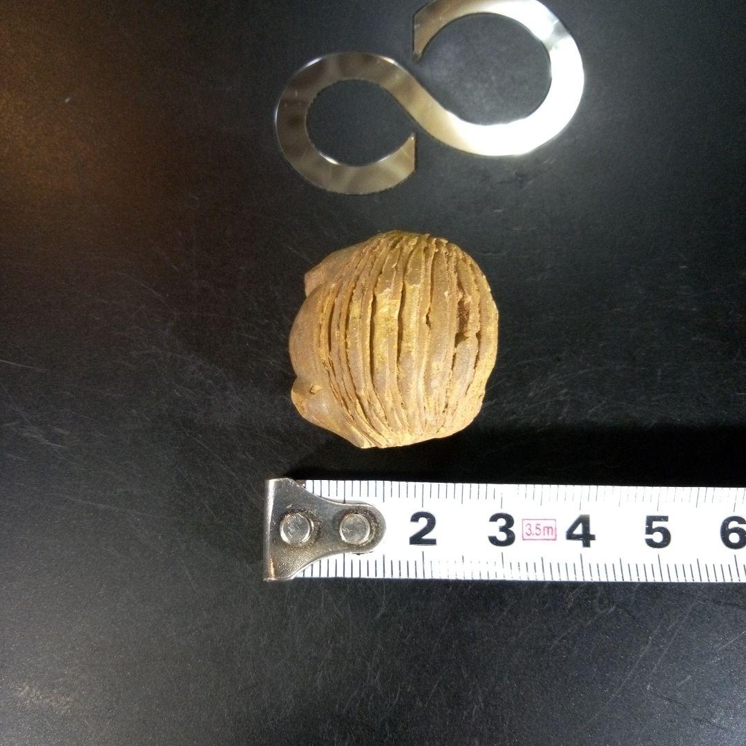 三葉虫　化石　fossil　ボリビア産　trilobite　海生動物個体③