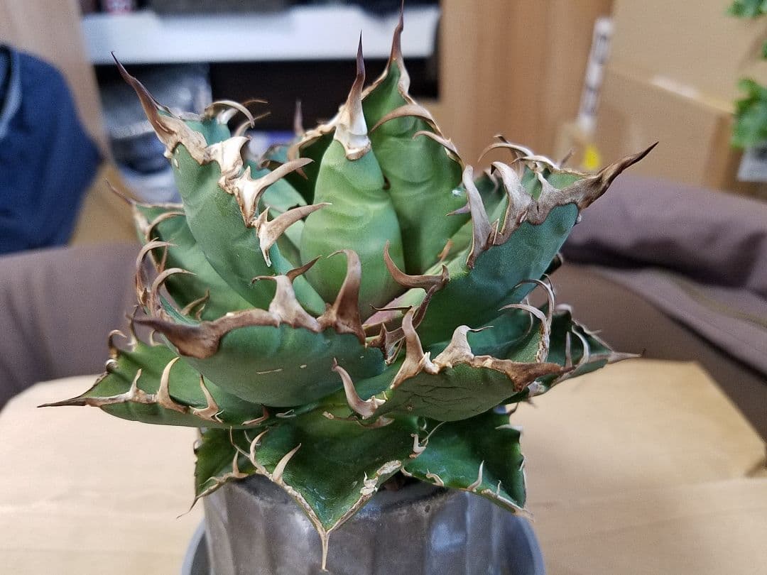 アガベ チタノタ シーザー ドワーフ 子株付 OC株 オアハカ オテロイ 白鯨