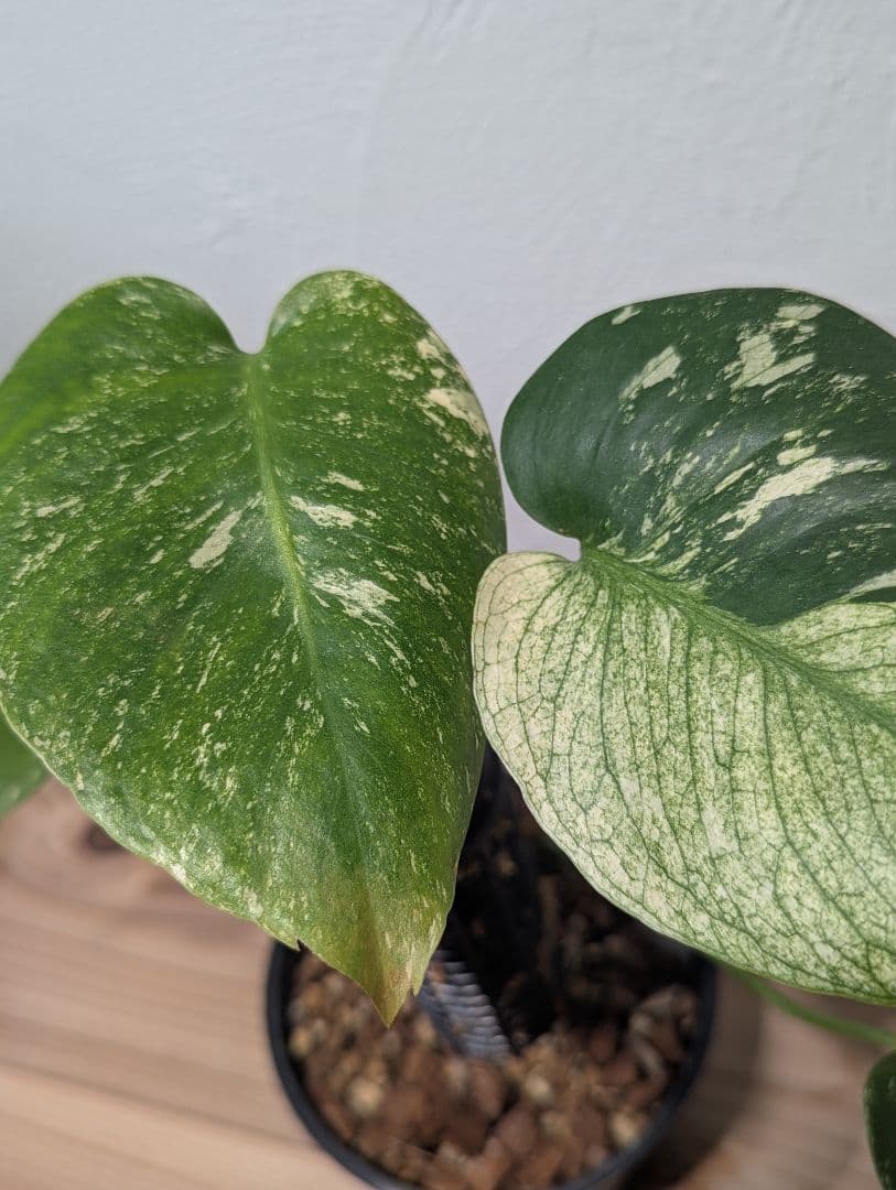 【激レア】モンステラ・デリシオーサ ‘ミント トリカラー’