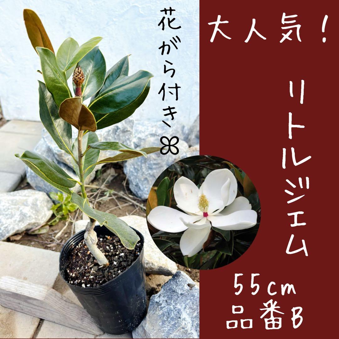 花がら付きリトルジェム55cm(鉢底から)品番B