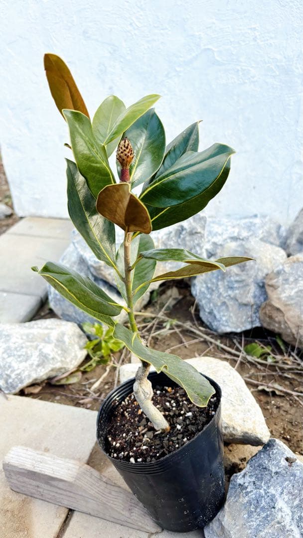 花がら付きリトルジェム55cm(鉢底から)品番B