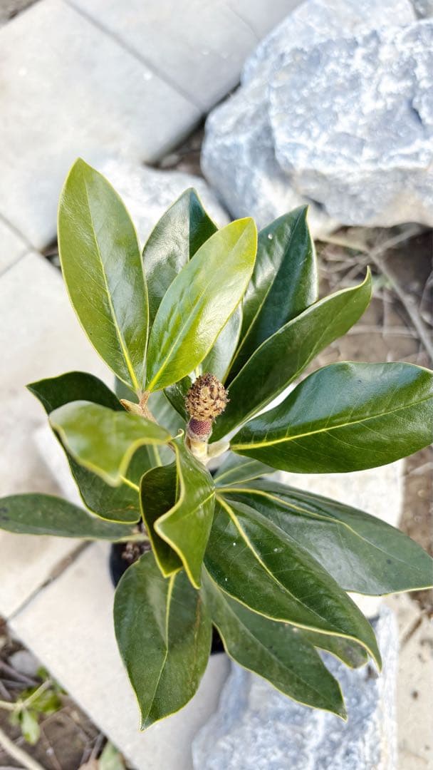 花がら付きリトルジェム55cm(鉢底から)品番B