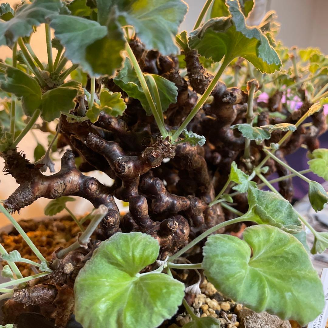 ペラルゴニムミラビレ　大株　鉢つき　抜き苗発送