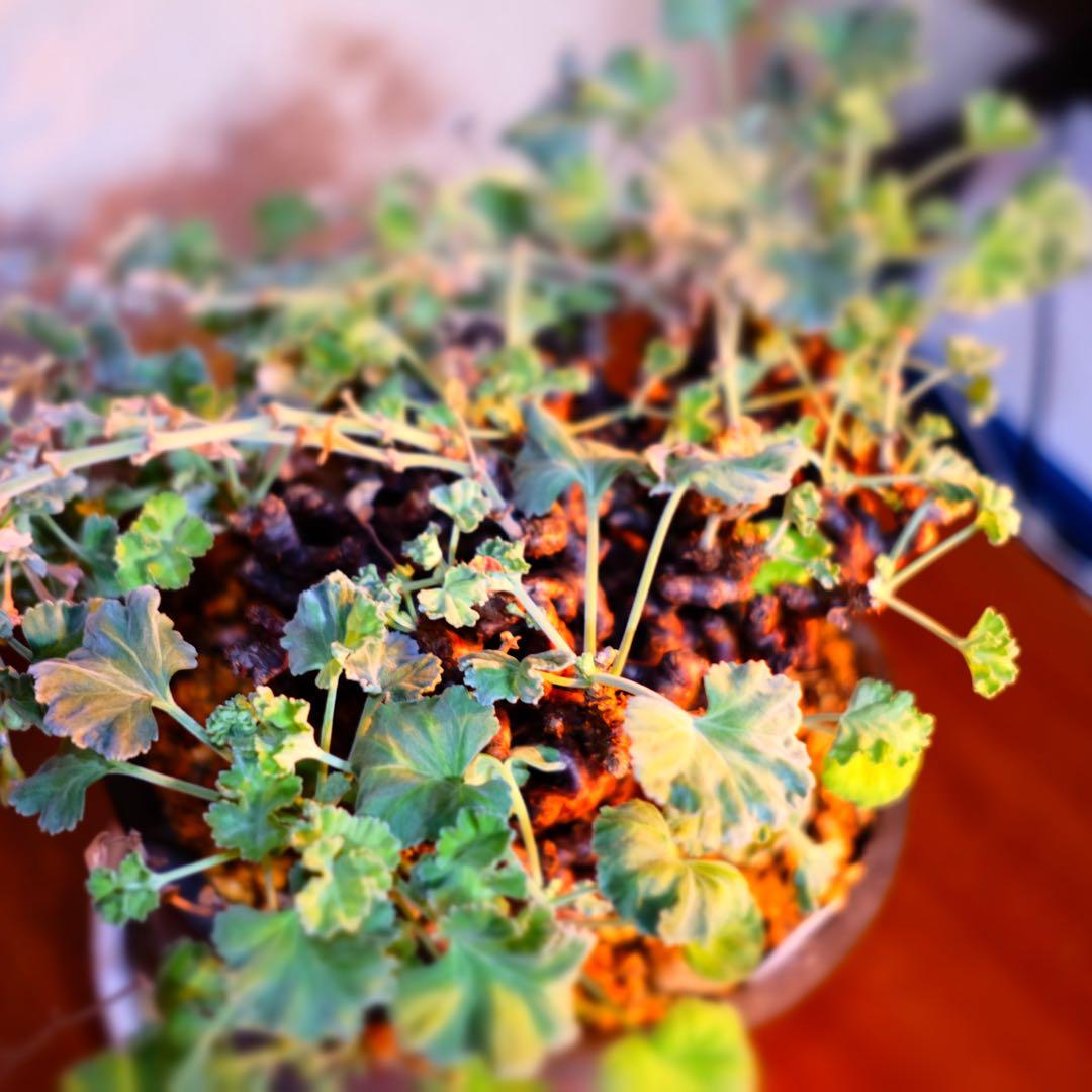 ペラルゴニムミラビレ　大株　鉢つき　抜き苗発送