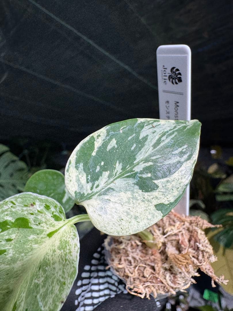 MB16モンステラ　デリシオーサ　ベトシオーサ　2寸ポリポット　ネコポス発送