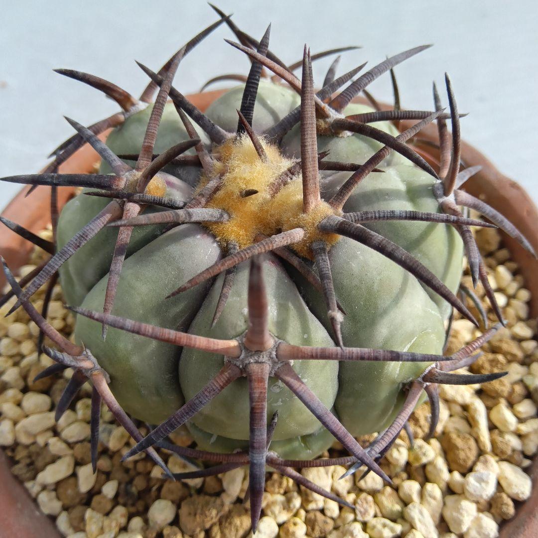 【黒刺強刺実生】花王丸エキノカクタス国内繁殖サボテン（太平丸雷帝翠平コピアポア）