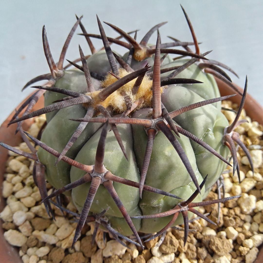【黒刺強刺実生】花王丸エキノカクタス国内繁殖サボテン（太平丸雷帝翠平コピアポア）