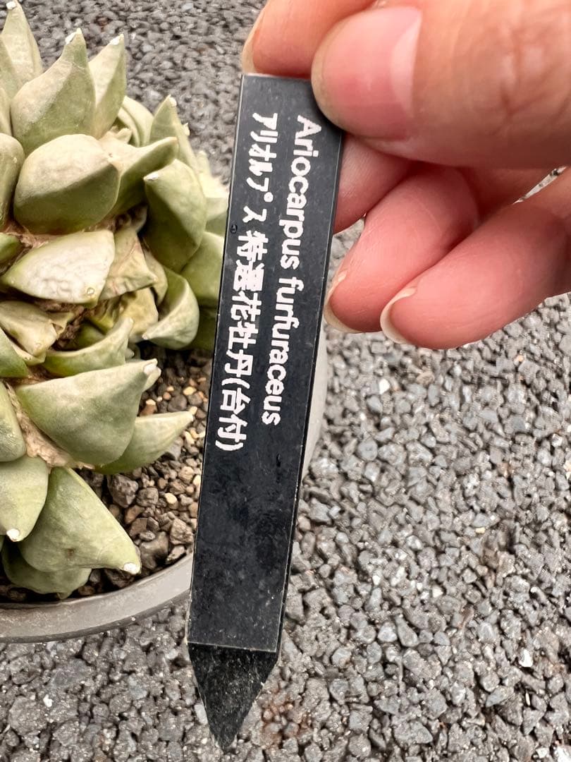 c*e様 サボテン　アリオカルプス　花牡丹、国内繁殖株