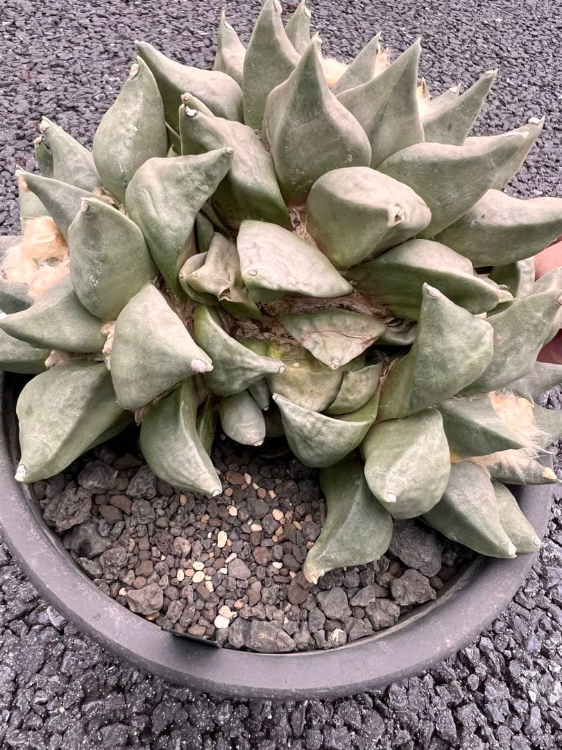 c*e様 サボテン　アリオカルプス　花牡丹、国内繁殖株