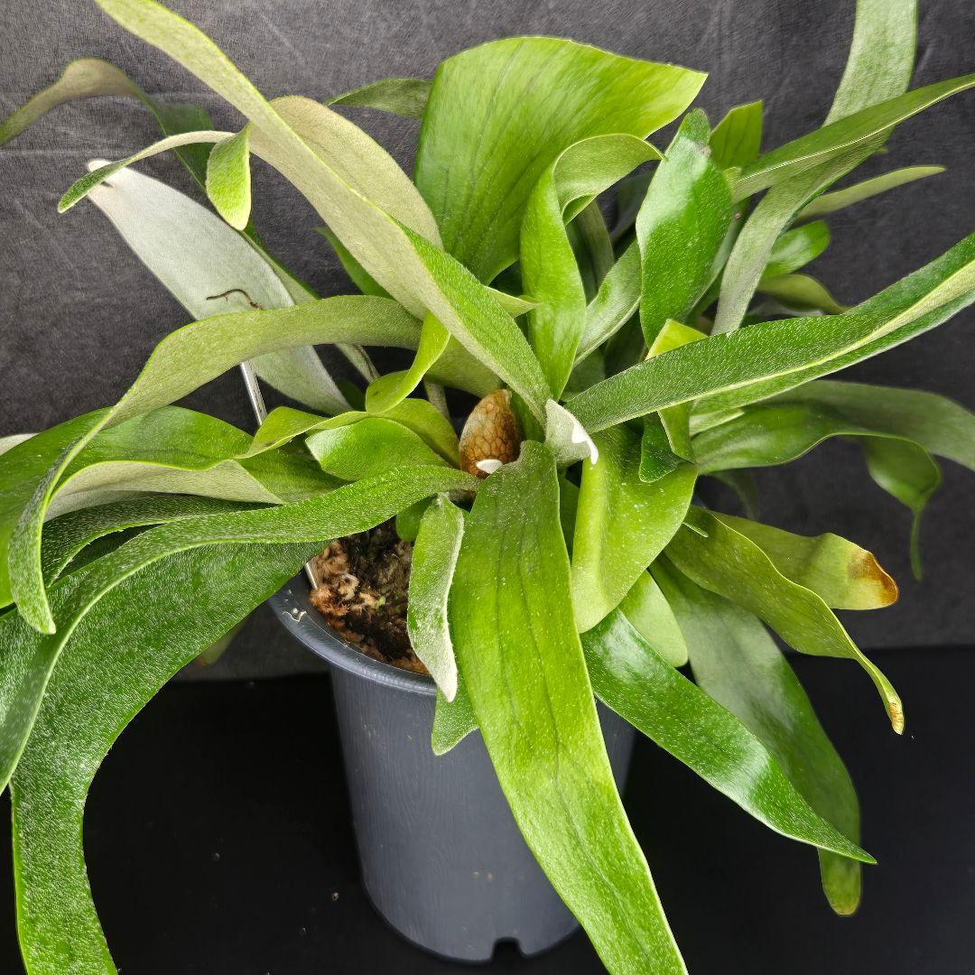 サンメリのビカクシダ【P.ビフルカツム変異個体コモチ】さらに大株！