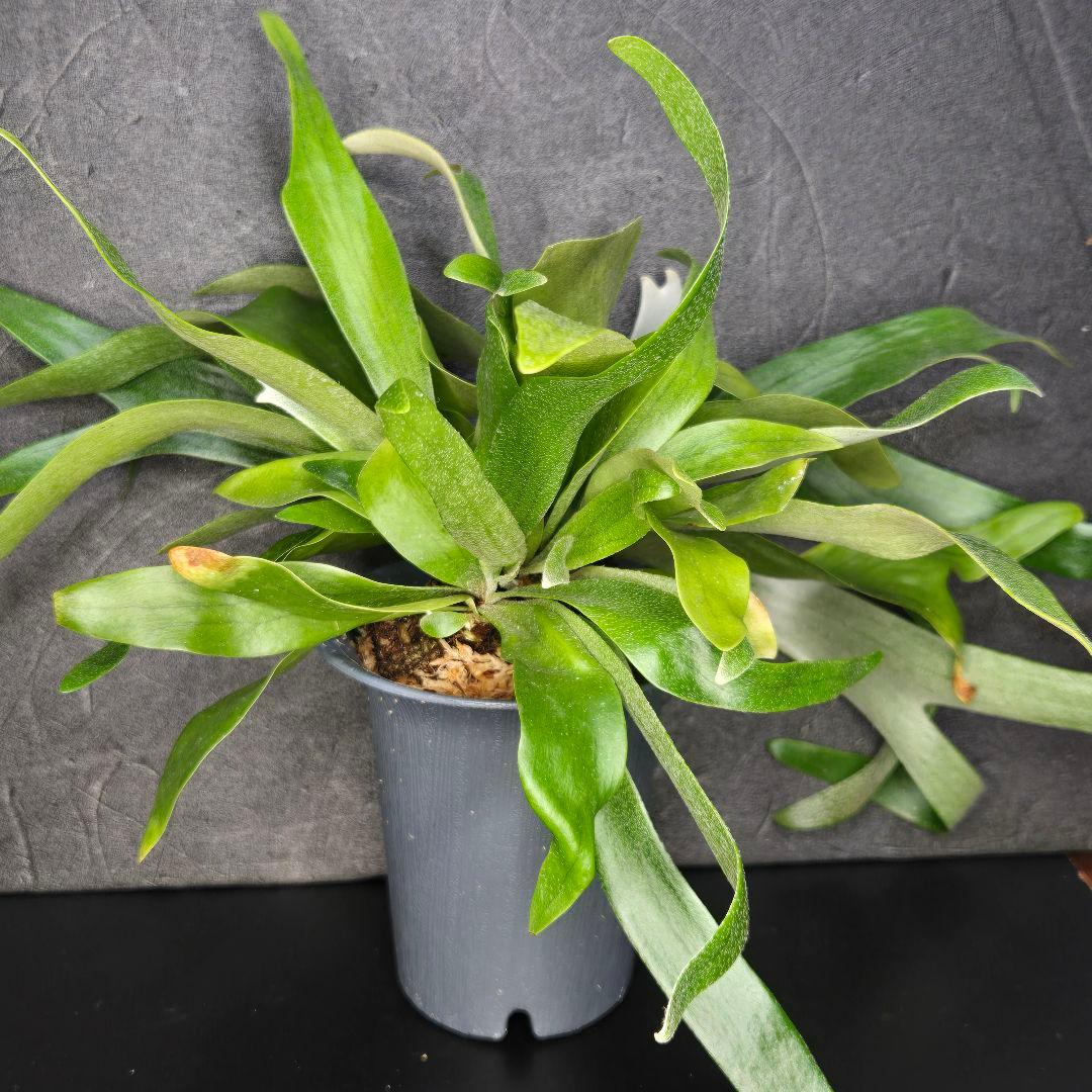 サンメリのビカクシダ【P.ビフルカツム変異個体コモチ】さらに大株！