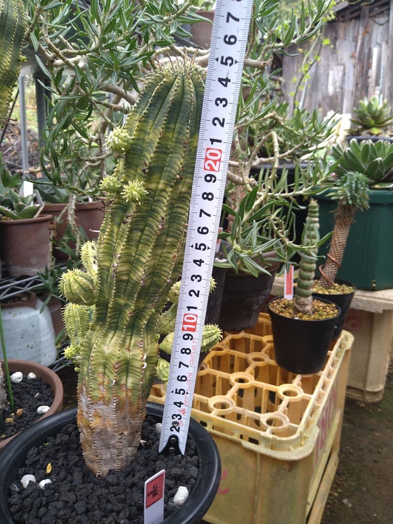 ユーフォルビア　オベサ　紅麒麟錦　子だくさん