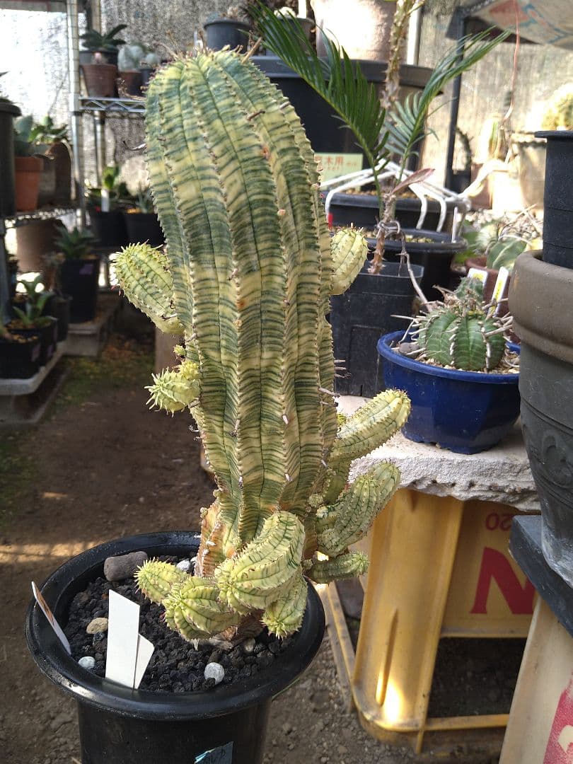 ユーフォルビア　オベサ　紅麒麟錦　子だくさん