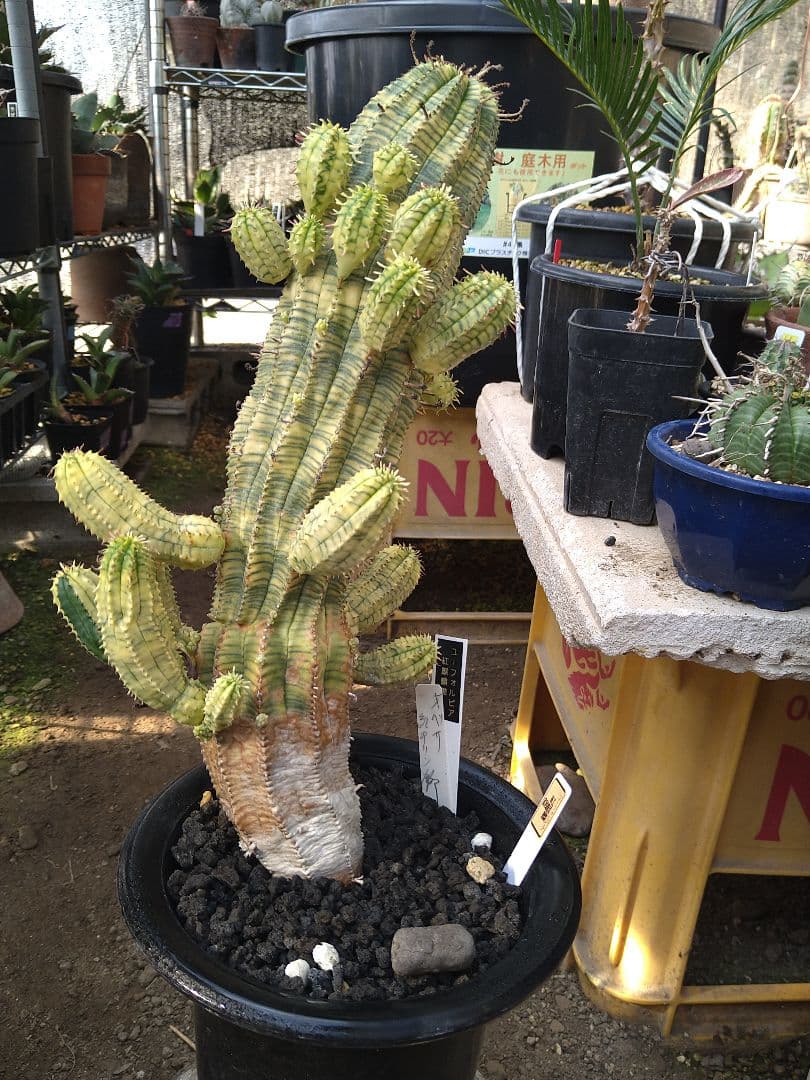 ユーフォルビア　オベサ　紅麒麟錦　子だくさん