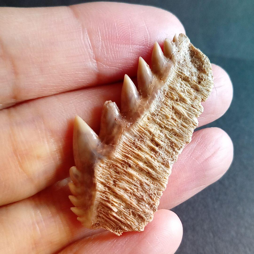 化石　骨格　標本　サメの歯　エビスザメ　希少種　セブンギルシャーク