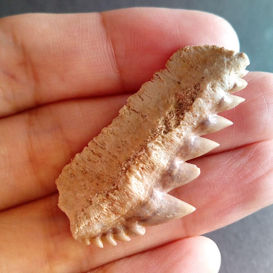 化石　骨格　標本　サメの歯　エビスザメ　希少種　セブンギルシャーク