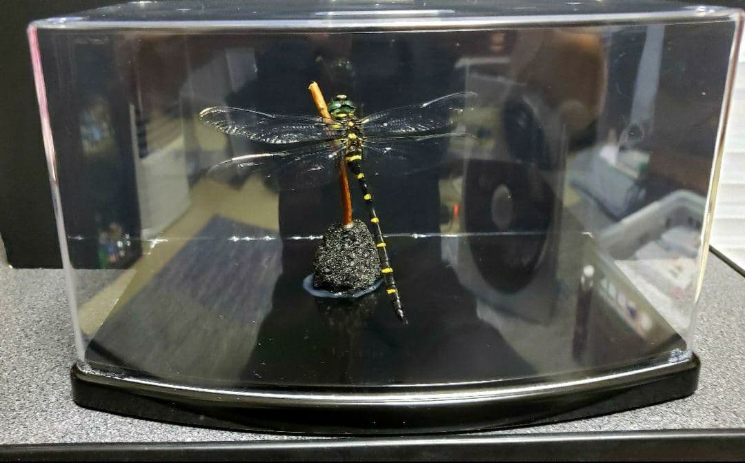 くなりみい出品 立体標本6点