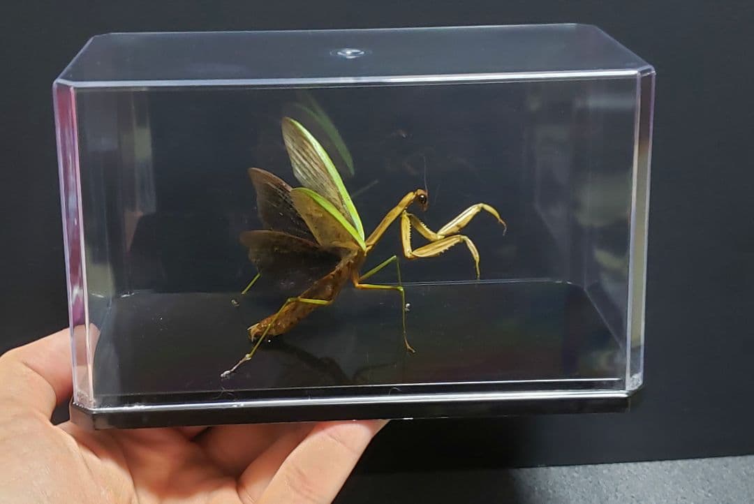 くなりみい出品 立体標本6点