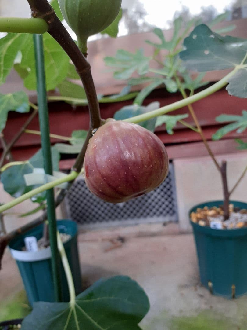 【専用】Farkizzan abjad 他 イチジク 穂木