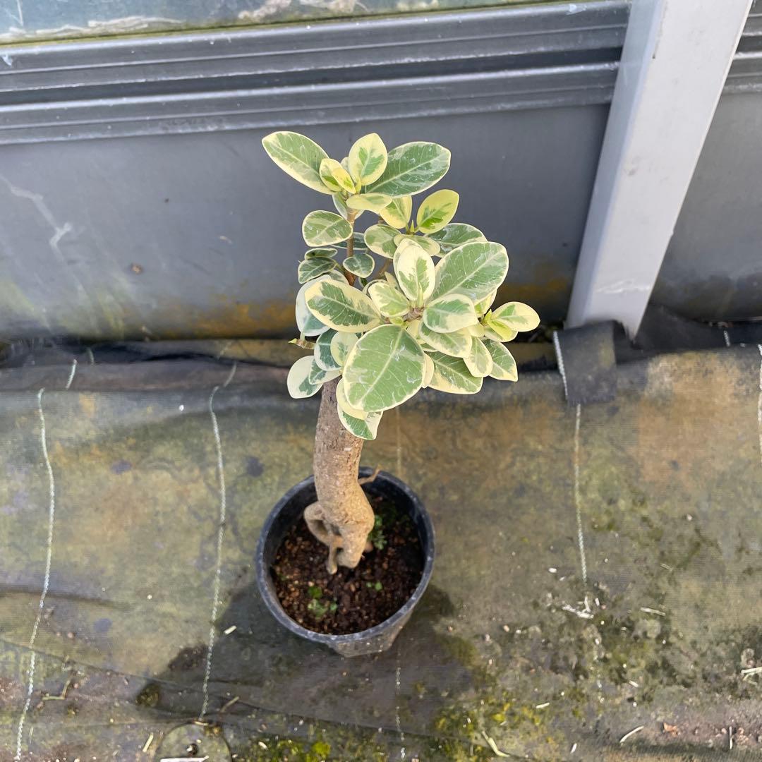 パンダガジュマル　斑入り　接木　3.５号