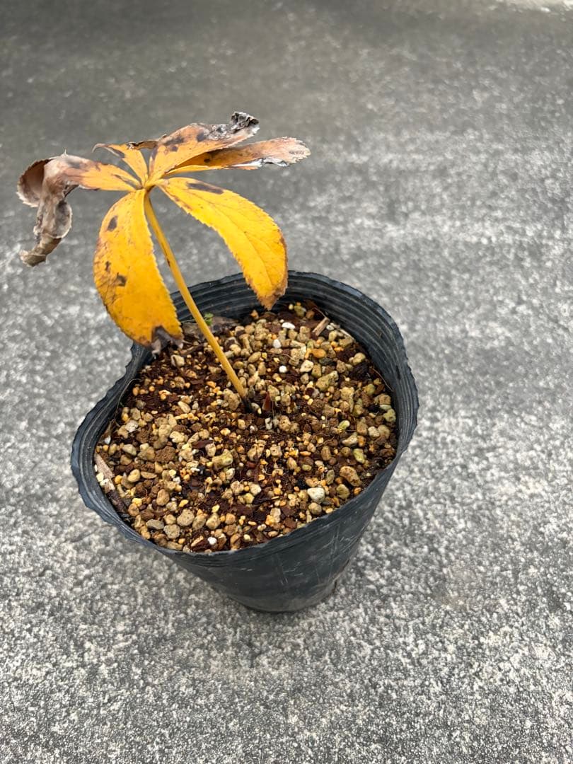 クリスマスローズ