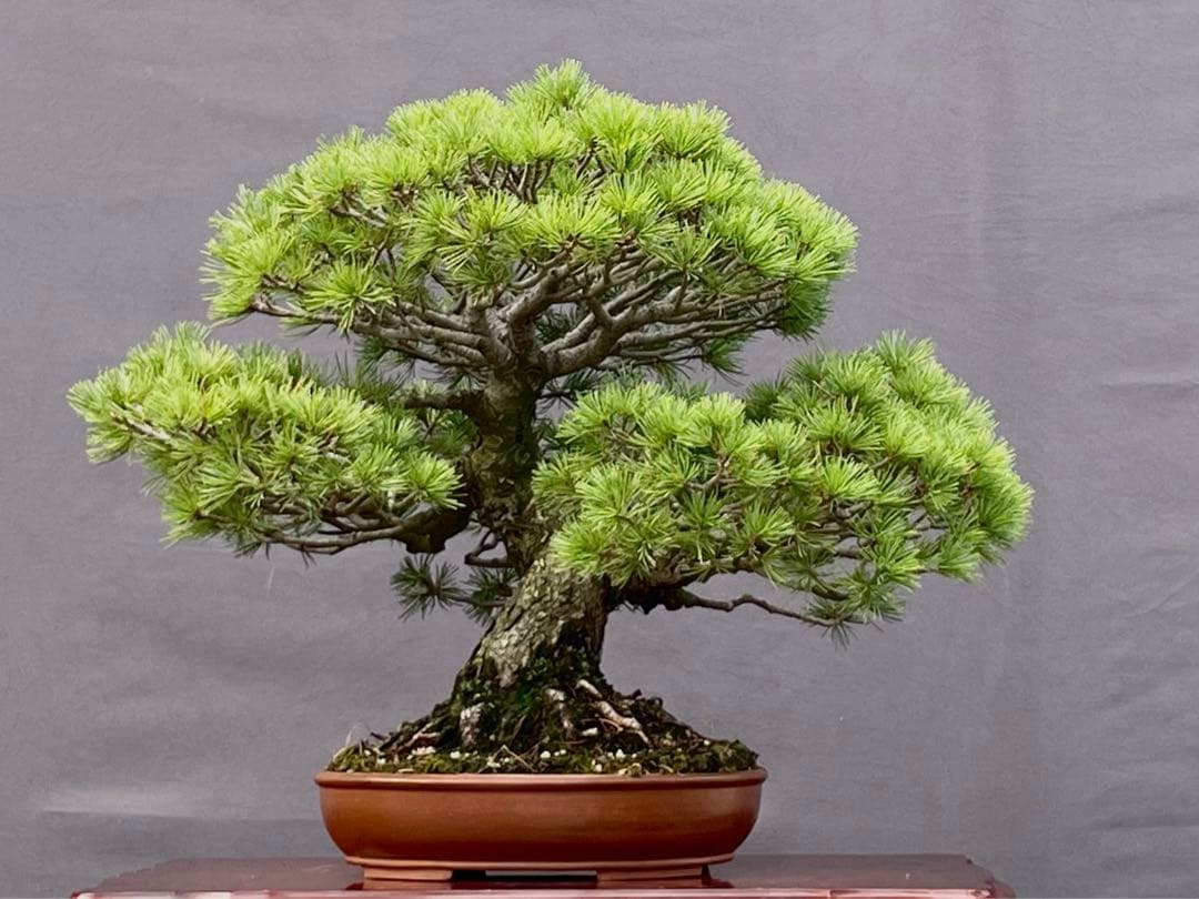 三河盆栽　五葉松　盆栽