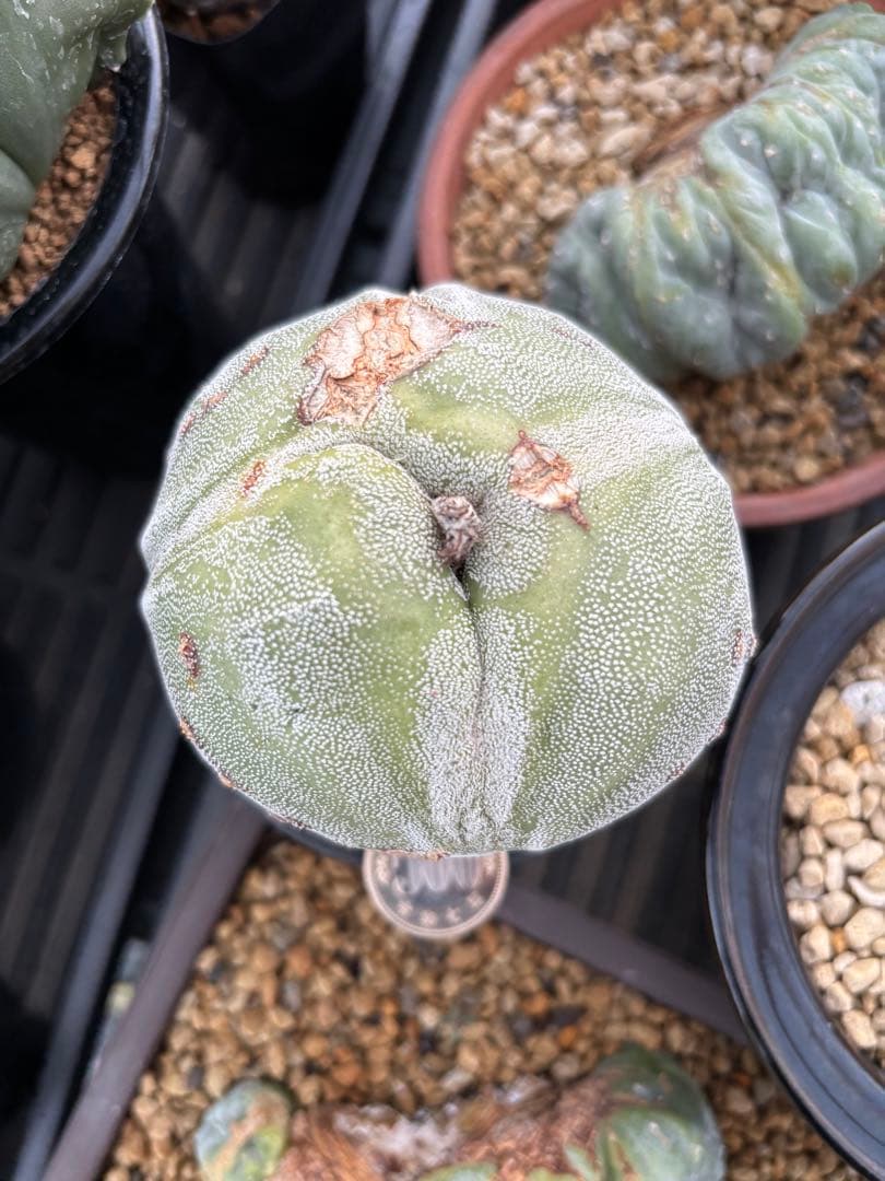 変わりランポー