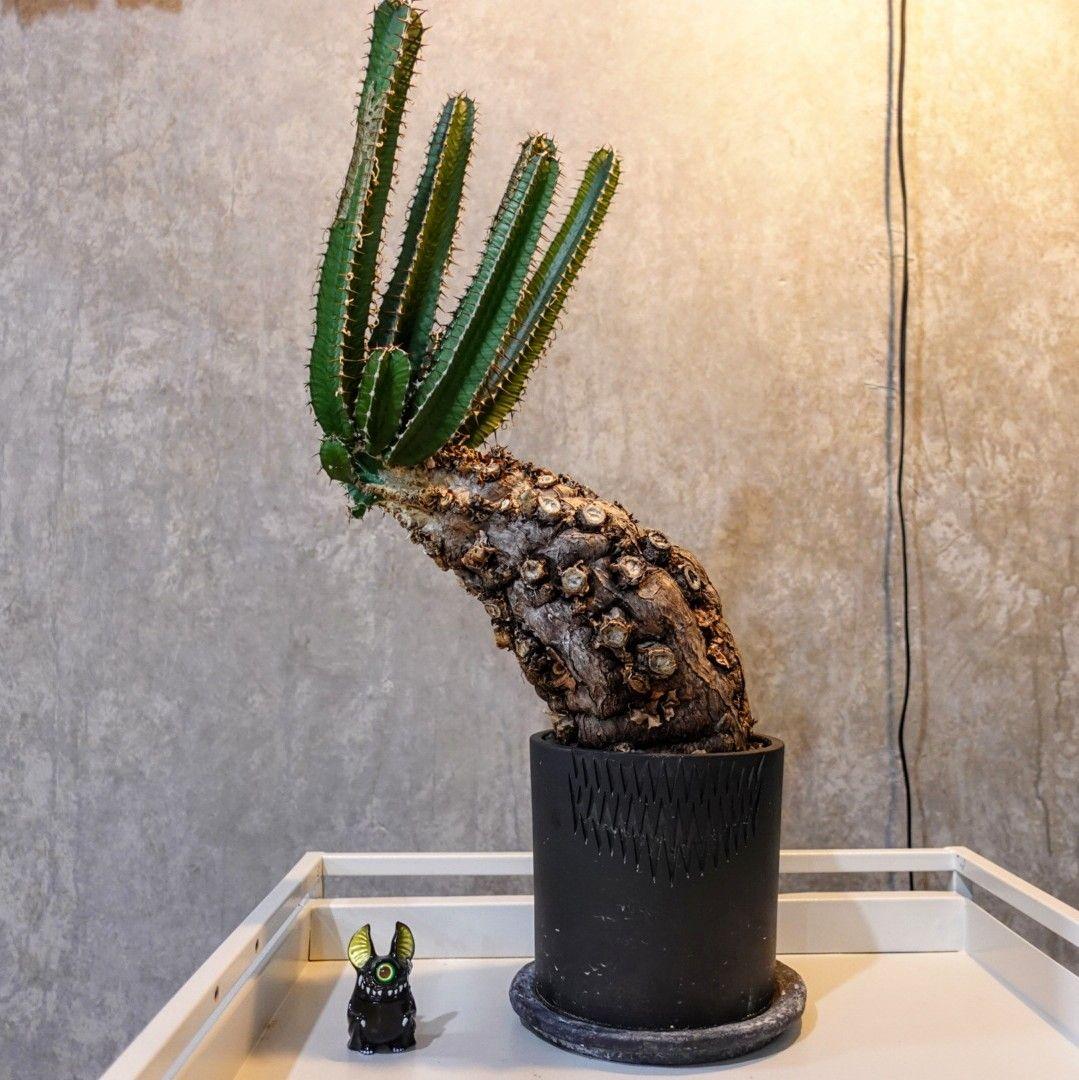 【発根済・XXL】激シブ！！ユーフォルビア・ムランジーナ/プラ鉢に植えて発送