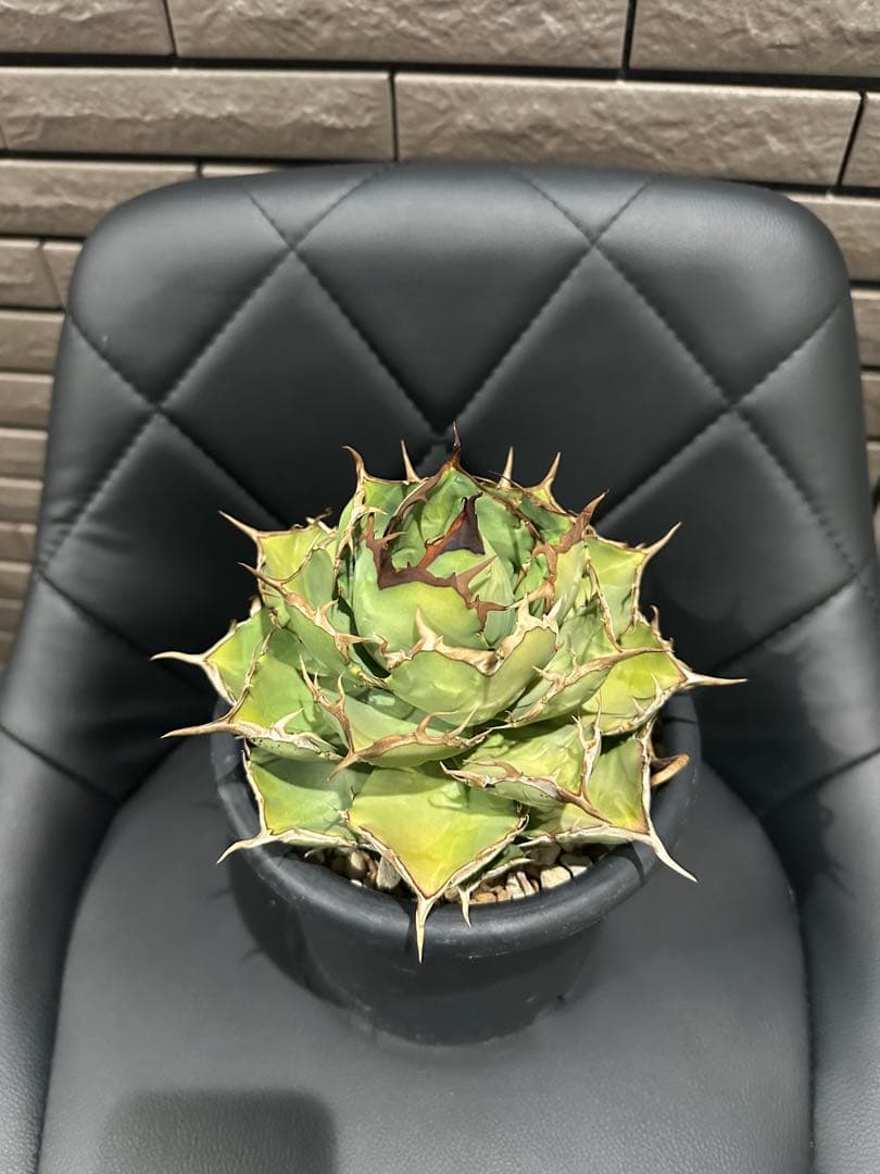 アガベ 約20cm 黒鉢付き