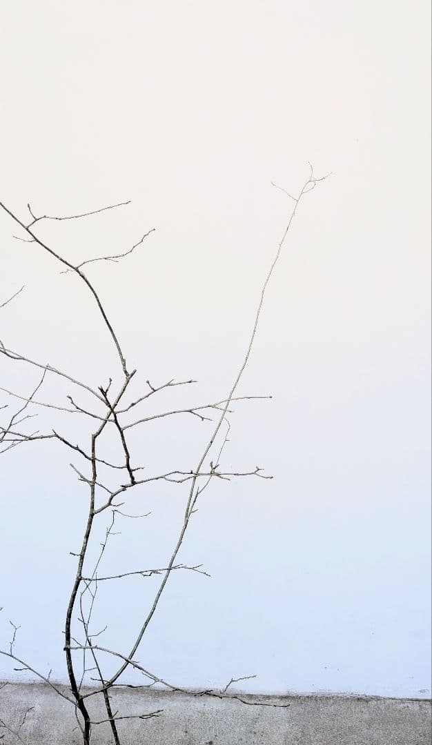 特大！山採りシロモジ。