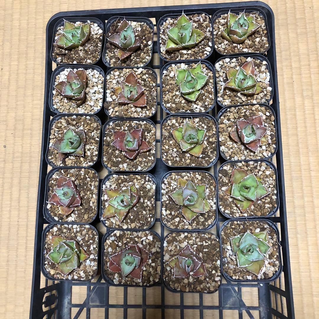 20個アガベチタノタFO-076‼️400*20