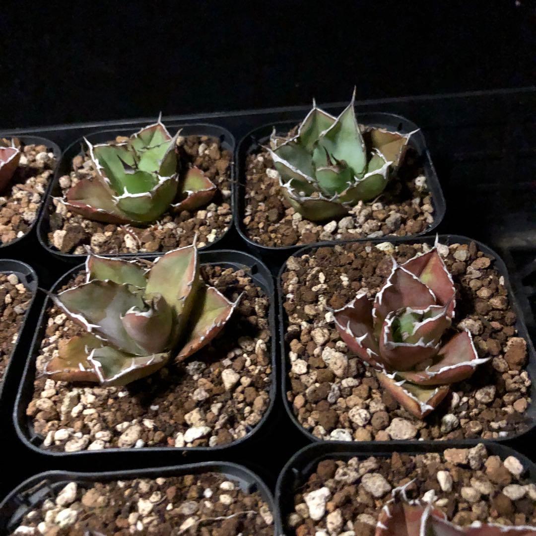 20個アガベチタノタFO-076‼️400*20