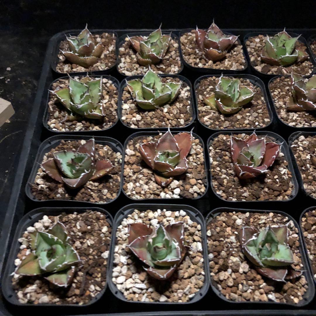 20個アガベチタノタFO-076‼️400*20