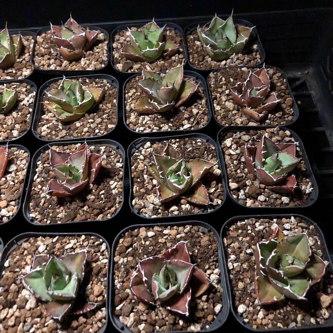 20個アガベチタノタFO-076‼️400*20