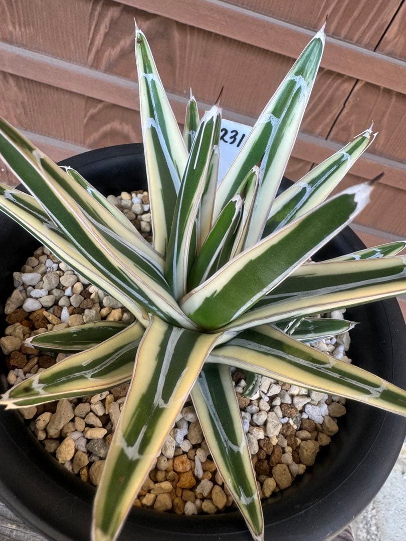 アガベ Agave victoriae-reginae 'Hyouzan' 231