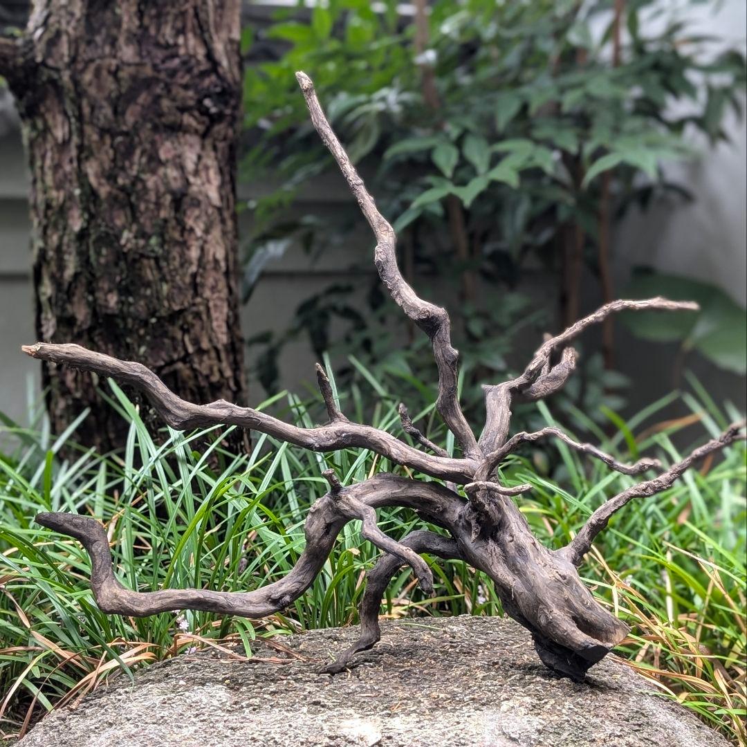 ブラックスマトラブランチ【BSB098】アクアリウム まとめ買い対応可 水槽