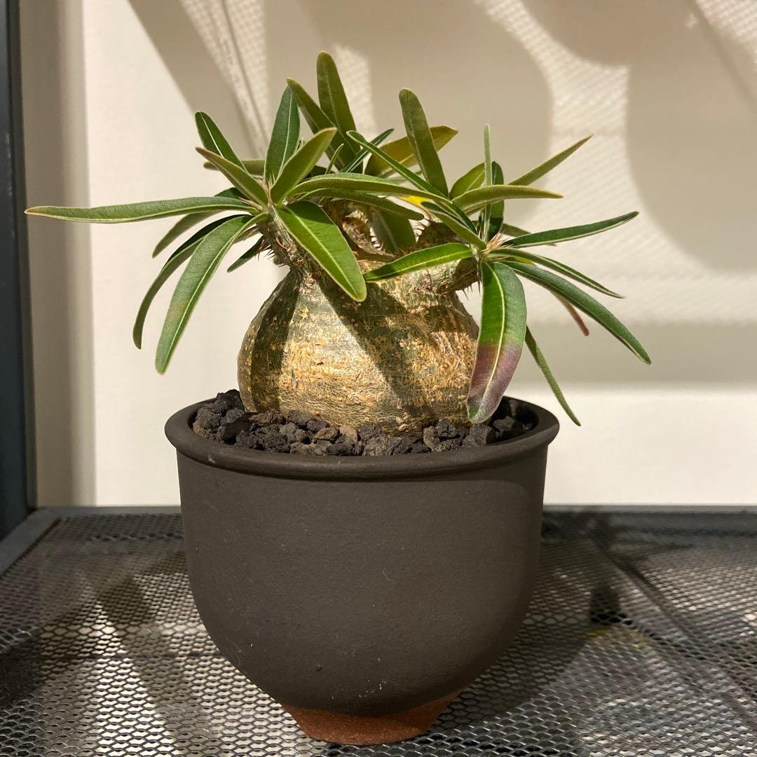 パキポディウムグラキリス　伝市鉢